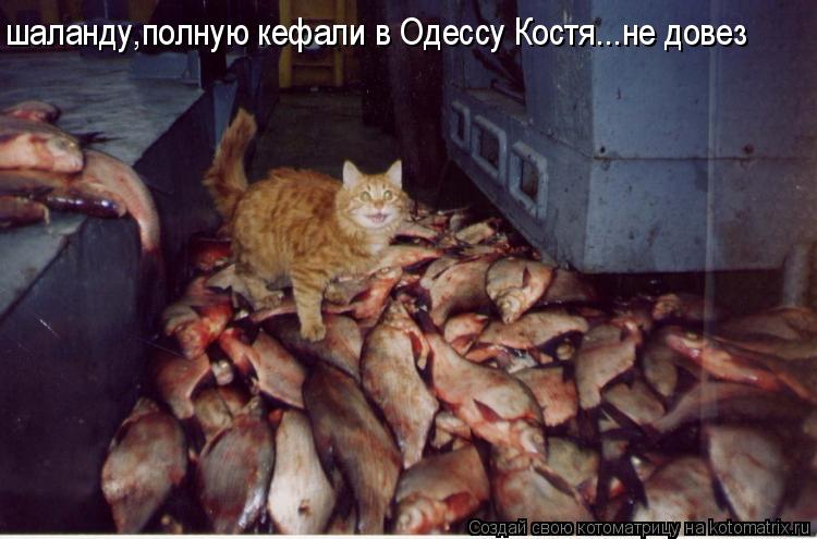 шаланду,полную кефали в Одессу Костя...не довез... Котоматрица: шаланду,полную кефали в Одессу Костя...не довез