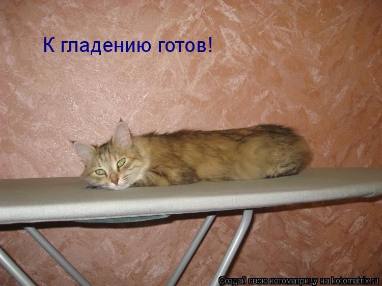 Котоматрица: К гладению готов!