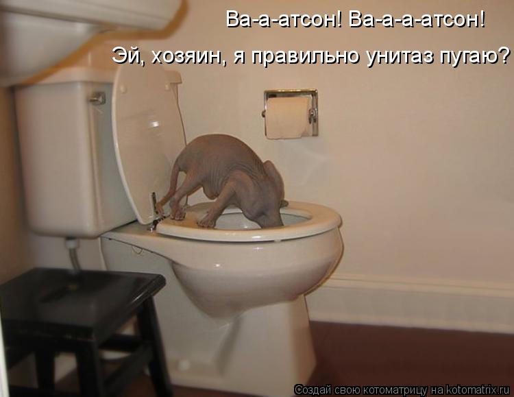 Котоматрица: Ва-а-атсон! Ва-а-а-атсон! Эй, хозяин, я правильно унитаз пугаю?