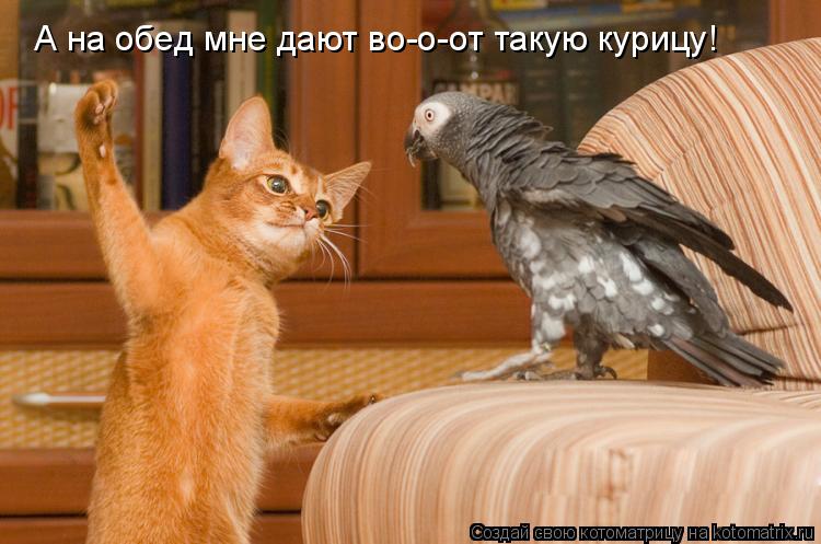 Котоматрица: А на обед мне дают во-о-от такую курицу!