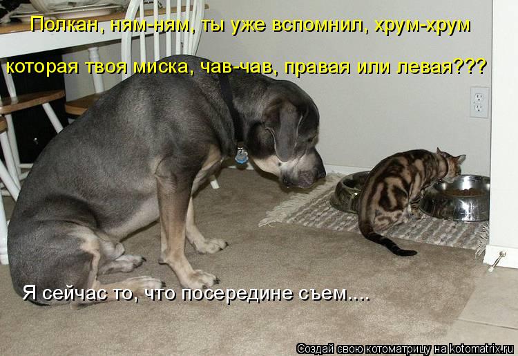 Котоматрица: Полкан, ням-ням, ты уже вспомнил, хрум-хрум которая твоя миска, чав-чав, правая или левая??? Я сейчас то, что посередине съем....