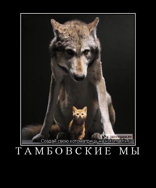Тамбовские мы ... Котоматрица: Тамбовские мы