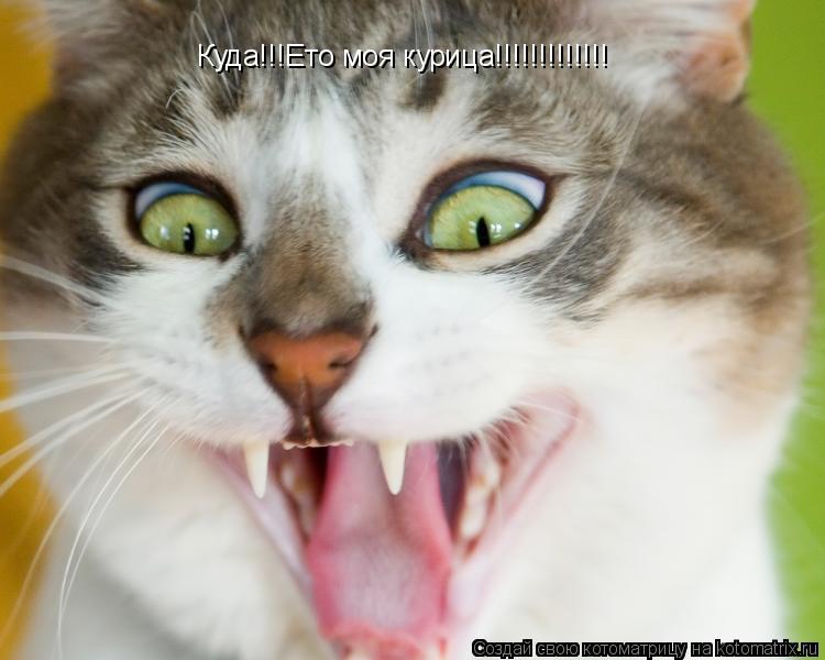 Котоматрица: Куда!!!Ето моя курица!!!!!!!!!!!!!