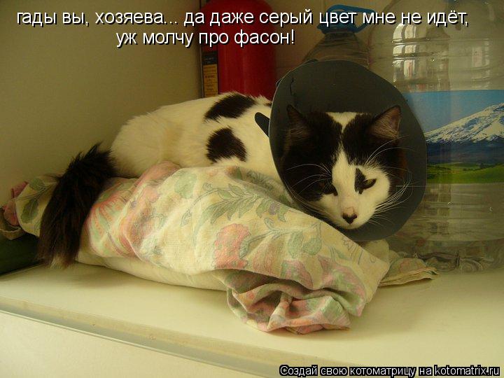 Котоматрица: гады вы, хозяева... да даже серый цвет мне не идёт,  уж молчу про фасон!