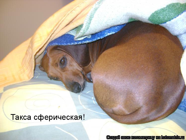 Котоматрица: Такса сферическая!