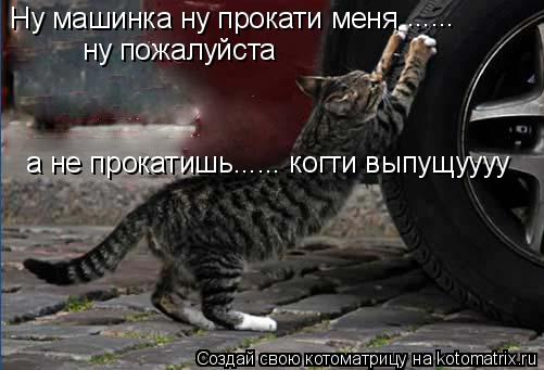 Котоматрица: Ну машинка ну прокати меня а не прокатишь...... когти выпущуууу ну пожалуйста ......