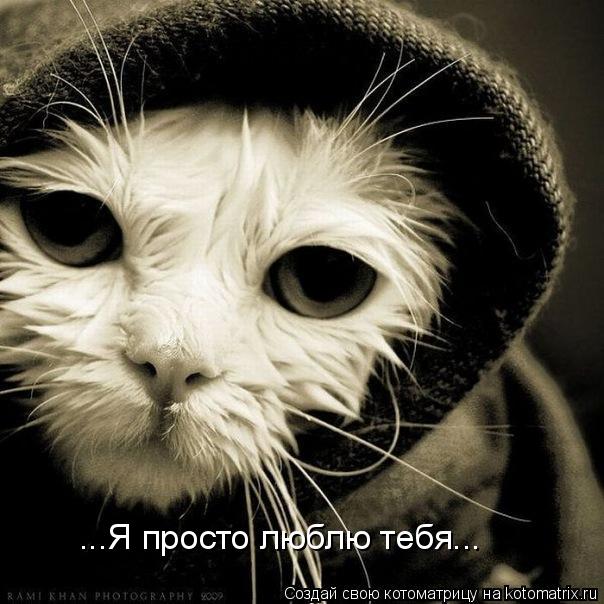 Котоматрица: ...Я просто люблю тебя...