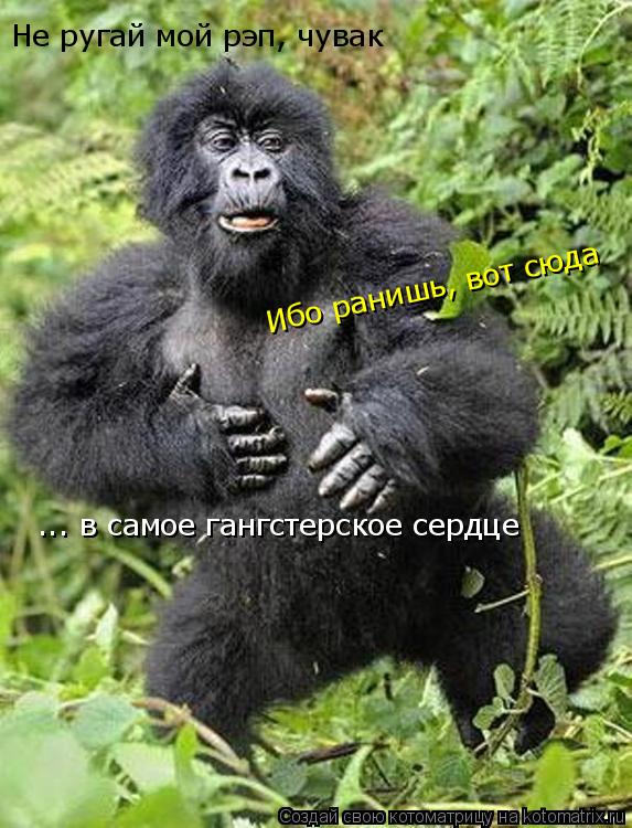 Котоматрица: Не ругай мой рэп, чувак Ибо ранишь, вот сюда ... в самое гангстерское сердце