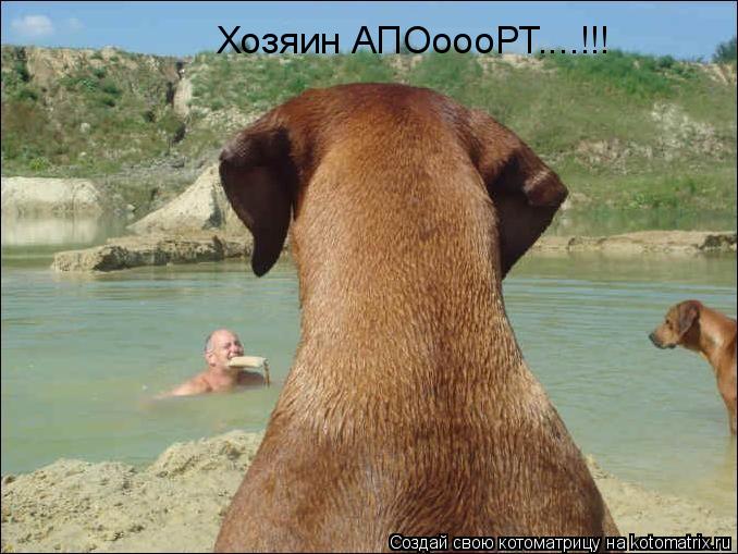 Котоматрица: Хозяин АПОоооРТ....!!!