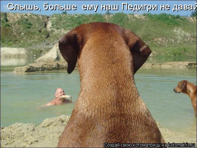 Слышь, больше ему наш Педигри не давай!... Котоматрица: Слышь, больше ему наш Педигри не давай!