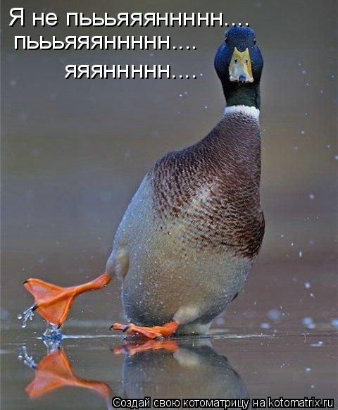 Котоматрица: Я не пьььяяяннннн.... пьььяяяннннн.... яяяннннн....