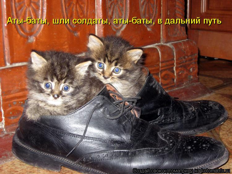 Котоматрица: Аты-баты, шли солдаты, аты-баты, в дальний путь