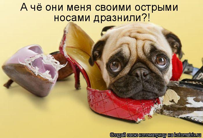А чё они меня своими острыми носами дразнили?!... Котоматрица: А чё они меня своими острыми носами дразнили?!