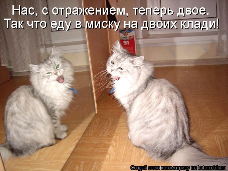Нас, с отражением, теперь двое. Так что еду в миску на двоих клади!... Котоматрица: Нас, с отражением, теперь двое. Так что еду в миску на двоих клади!