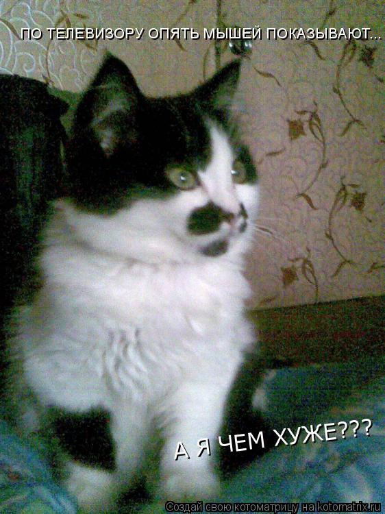 ПО ТЕЛЕВИЗОРУ ОПЯТЬ МЫШЕЙ ПОКАЗЫВАЮТ... А Я ЧЕМ ХУЖЕ???... Котоматрица: ПО ТЕЛЕВИЗОРУ ОПЯТЬ МЫШЕЙ ПОКАЗЫВАЮТ... А Я ЧЕМ ХУЖЕ???