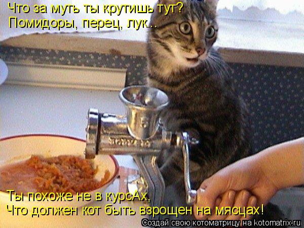 Котоматрица: Что за муть ты крутишь тут? Помидоры, перец, лук... Ты похоже не в курсАх,  Что должен кот быть взрощен на мясцах!