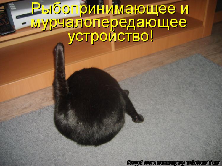Котоматрица: Рыбопринимающее и  мурчалопередающее  устройство!