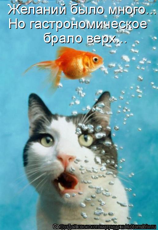 Котоматрица: Желаний было много... Но гастрономическое брало верх...