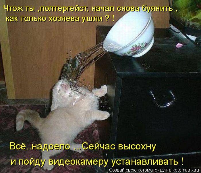 Котоматрица: и пойду видеокамеру устанавливать ! как только хозяева ушли ? ! Чтож ты ,полтергейст, начал снова буянить , Всё..надоело ...Сейчас высохну
