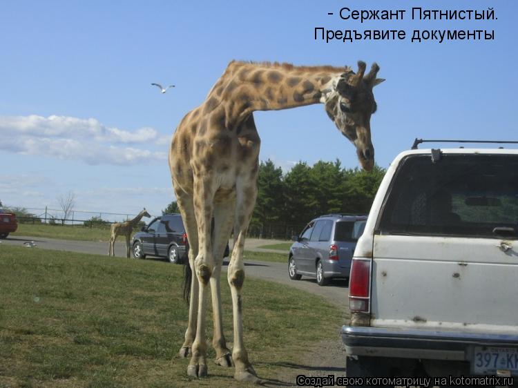 Котоматрица: Сержант Пятнистый. Предъявите документы -