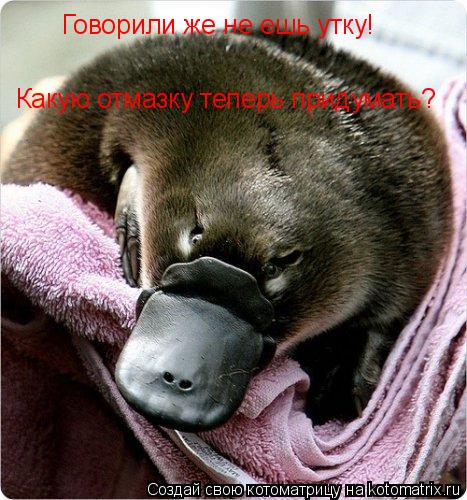 Котоматрица: Говорили же не ешь утку! Какую отмазку теперь придумать?