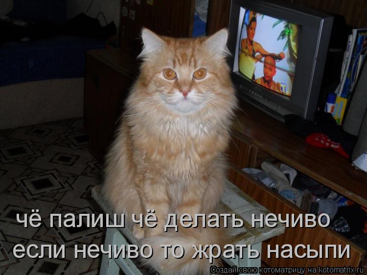 Котоматрица: чё палиш чё делать нечиво если нечиво то жрать насыпи