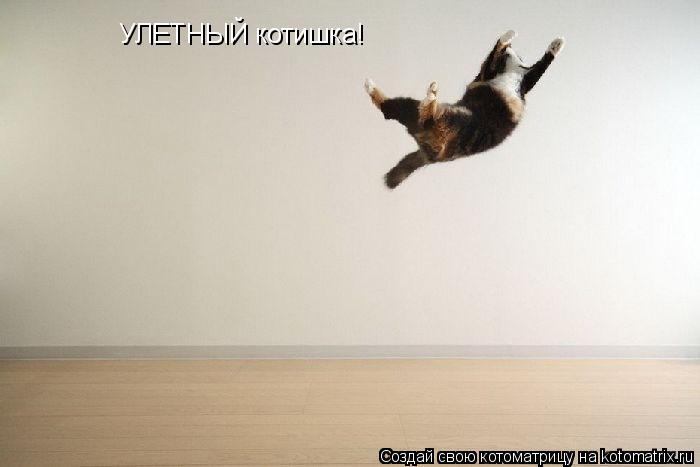 Котоматрица: УЛЕТНЫЙ котишка!