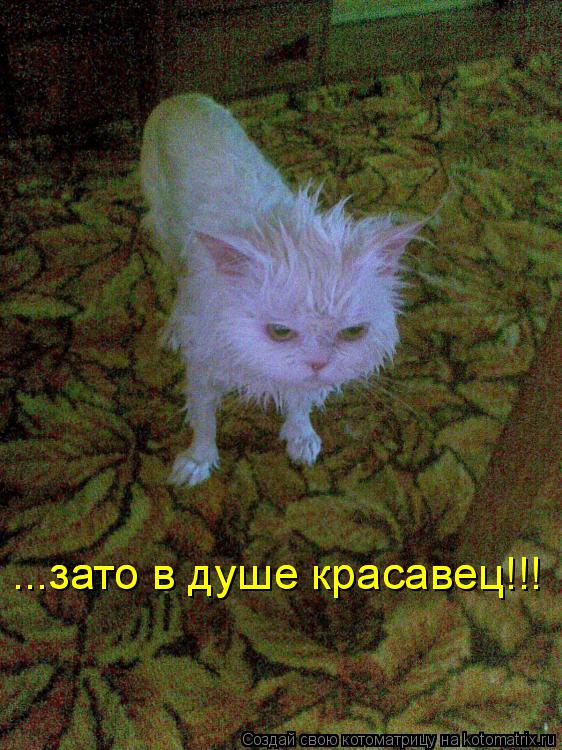 Котоматрица: ...зато в душе красавец!!! ...зато в душе красавец!!!