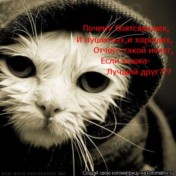 Котоматрица: Отчего такой испуг, И пушистых,и хороших, Почему боятсякошек, Если кошка- Лучший друг???
