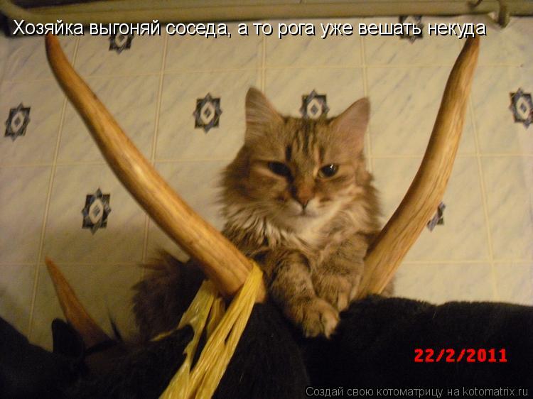 Котоматрица: Хозяйка выгоняй соседа, а то рога уже вешать некуда