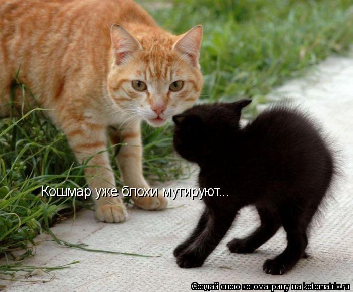Котоматрица: Кошмар уже блохи мутируют...