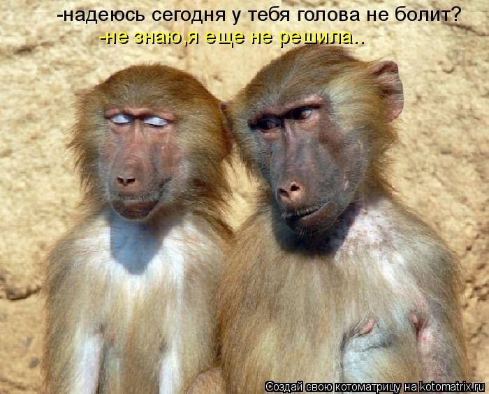 -надеюсь сегодня у тебя голова не болит? -не знаю,я еще не решила..... Котоматрица: -надеюсь сегодня у тебя голова не болит? -не знаю,я еще не решила..