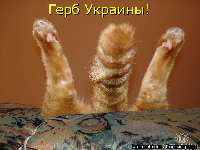Герб Украины!... Котоматрица: Герб Украины!