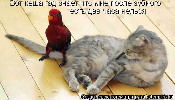 Вот кеша гад знает что мне после зубного есть два часа нельзя... Котоматрица: Вот кеша гад знает что мне после зубного есть два часа нельзя