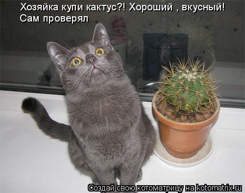 Хозяйка купи кактус?! Хороший , вкусный! Сам проверял... Котоматрица: Хозяйка купи кактус?! Хороший , вкусный! Сам проверял