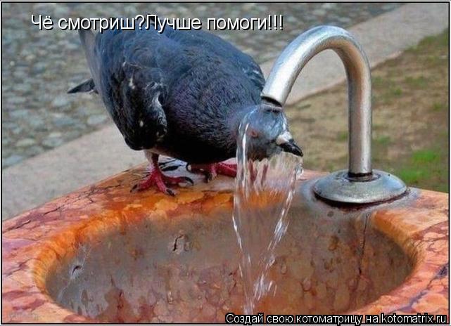 Чё смотриш?Лучше помоги!!!... Котоматрица: Чё смотриш?Лучше помоги!!!