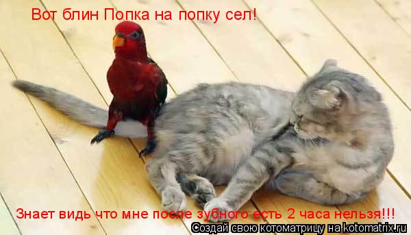 Вот блин Попка на попку сел! Знает видь что мне после зубного есть 2 часа нельзя!!!... Котоматрица: Вот блин Попка на попку сел! Знает видь что мне после зубного есть 2 часа нельзя!!!