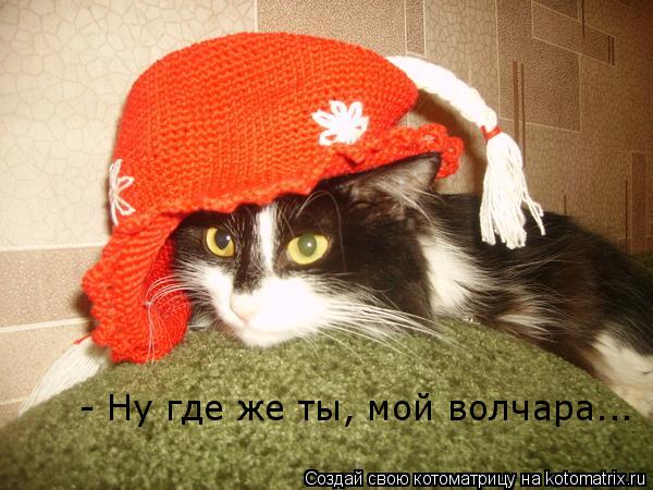 - Ну где же ты, мой волчара...... Котоматрица: - Ну где же ты, мой волчара...