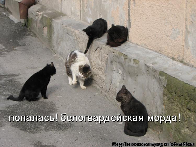 попалась! белогвардейская морда!... Котоматрица: попалась! белогвардейская морда!