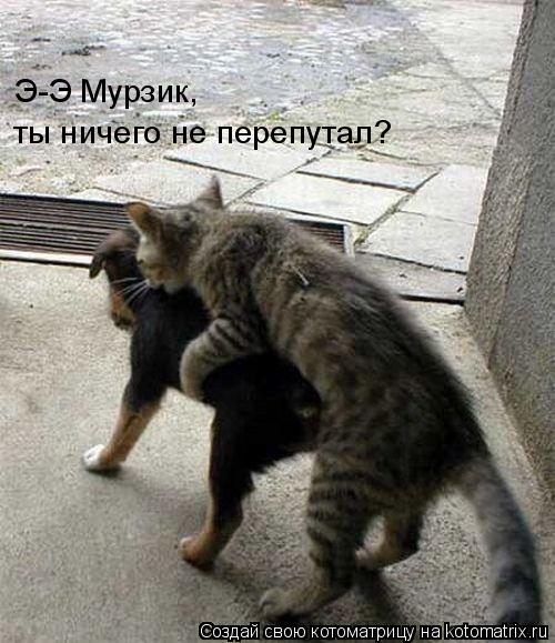 Э-Э Мурзик, ты ничего не перепутал?... Котоматрица: Э-Э Мурзик, ты ничего не перепутал?
