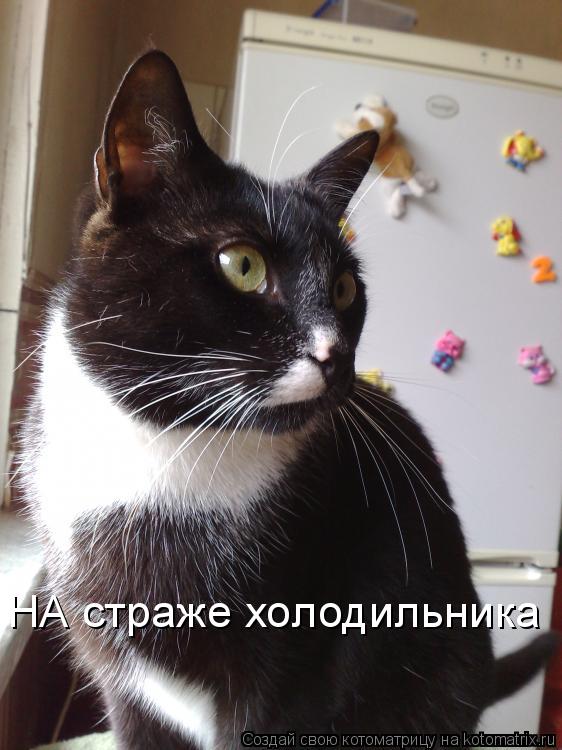 НА страже холодильника... Котоматрица: НА страже холодильника
