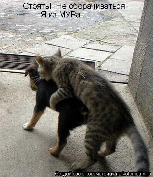 Стоять! Не оборачиваться! Я из МУРа... Котоматрица: Стоять! Не оборачиваться! Я из МУРа