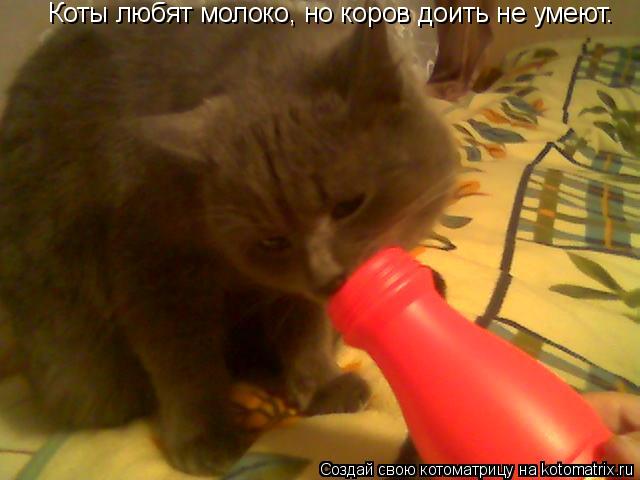 Коты любят молоко, но коров доить не умеют.... Котоматрица: Коты любят молоко, но коров доить не умеют.