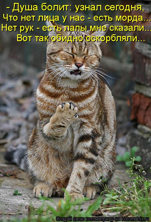 - Душа болит: узнал сегодня, Что нет лица у нас - есть морда... Нет рук - есть лапы мне сказали... Во... Котоматрица: - Душа болит: узнал сегодня, Что нет лица у нас - есть морда... Нет рук - есть лапы мне сказали... Вот так обидно оскорбляли...