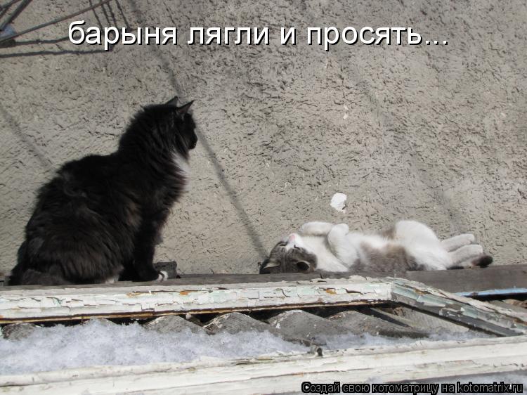 барыня лягли и просять...... Котоматрица: барыня лягли и просять...