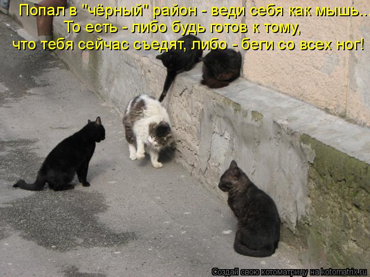 Попал в "чёрный" район - веди себя как мышь... То есть - либо будь готов к тому, что тебя сейчас съе... Котоматрица: Попал в "чёрный" район - веди себя как мышь... То есть - либо будь готов к тому, что тебя сейчас съедят, либо - беги со всех ног!