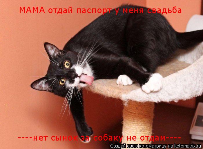МАМА отдай паспорт у меня свадьба ----нет сынок за собаку не отдам----... Котоматрица: МАМА отдай паспорт у меня свадьба ----нет сынок за собаку не отдам----
