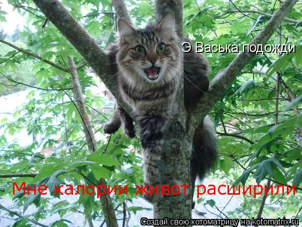 Котоматрица: Э Васька подожди Мне калории живот расширили