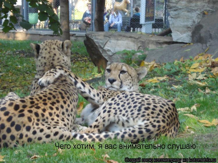 Котоматрица: Чего хотим, я вас внимательно слушаю