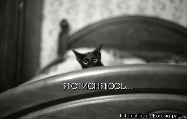 Котоматрица: Я СТИСНЯЮСЬ...